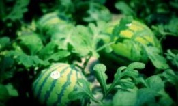 泰国西瓜最新爆料消息,揭秘神秘事件背后的惊人真相