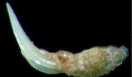 军刀牙在线观看,热血激战，在线观看，激情燃烧的军旅传奇