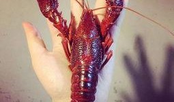 厦门龙虾爆料事件视频,视频揭露惊人内幕，海鲜市场乱象引关注