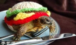 乌龟服最新爆料,神秘面纱揭开，揭秘背后惊人真相！