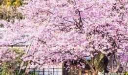 樱花最新更新爆料,功能升级与亮点前瞻