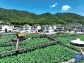 乡村美景大爆料视频,视频带你领略田园风光无限