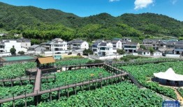乡村美景大爆料视频,视频带你领略田园风光无限
